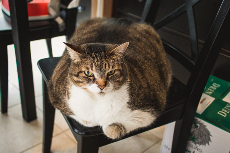 How Fast Can Cats Lose Weight
