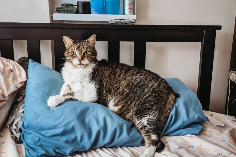 Are Fat Cat Owners Abusive?