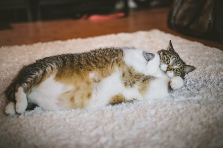 Why Do Cats Get Fat?